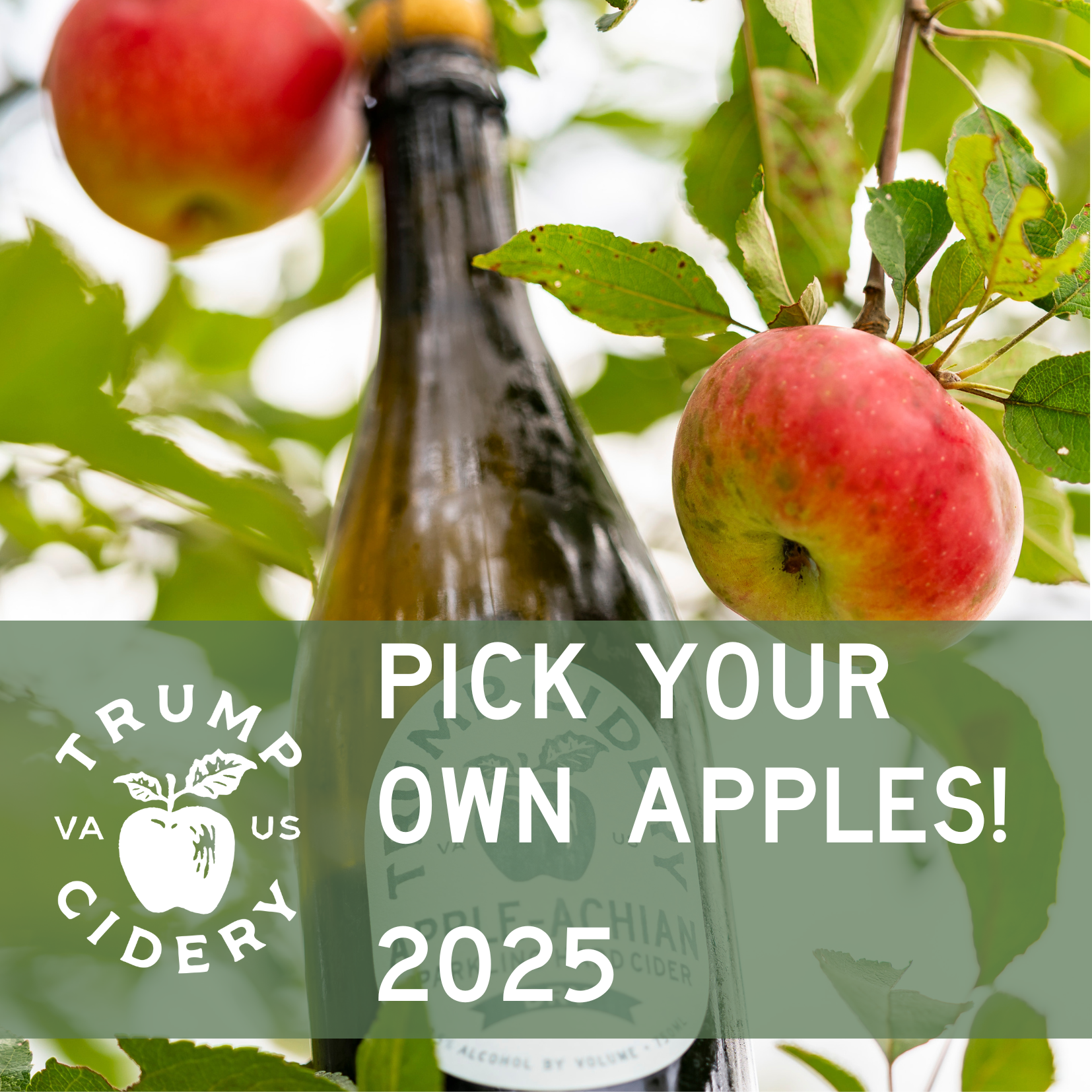 Trump Cidery Apple Picking 2025 Season Dates