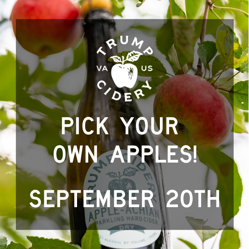 Pick Your Own Apples at Trump Cidery