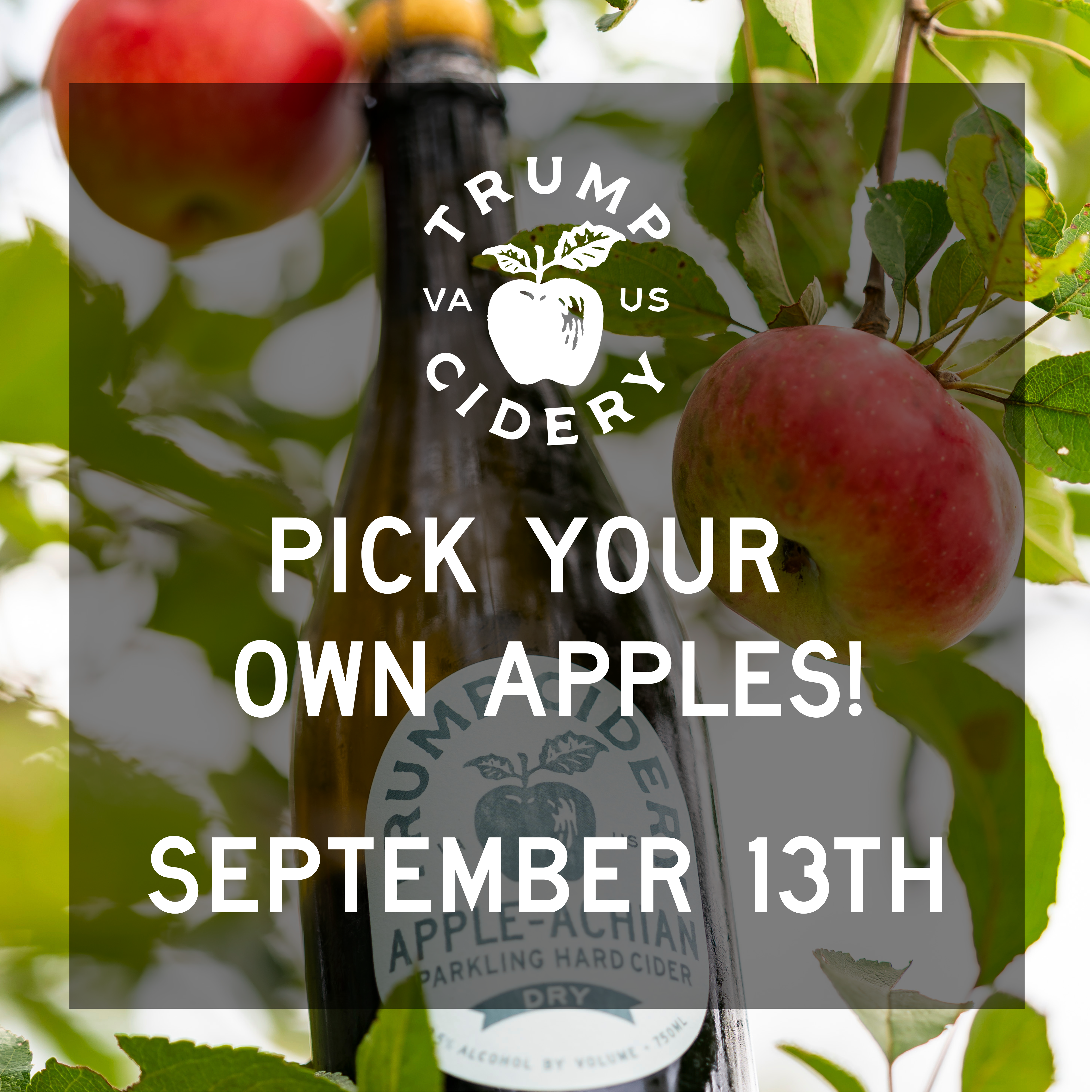 Pick Your Own Apples at Trump Cidery